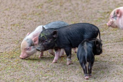 В'єтнамські свині