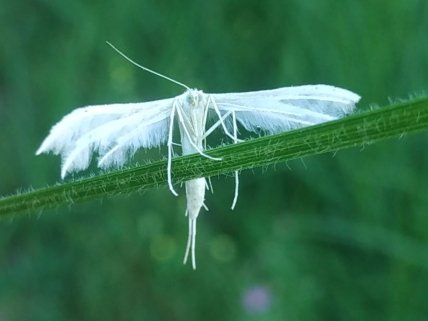 Pterophoridae