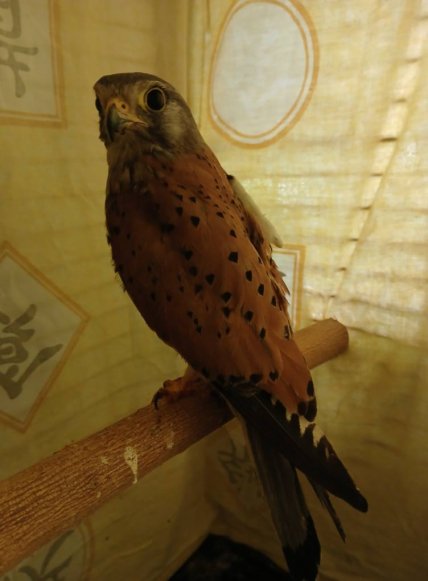 Сокіл Шрайк