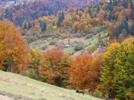 Закарпаття, село Стрилальня