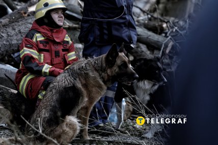 Собаки-спасатели