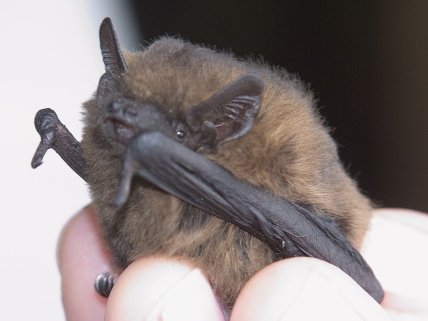 Common pipistrelle, Одесская область, Тарутинский заповедник
