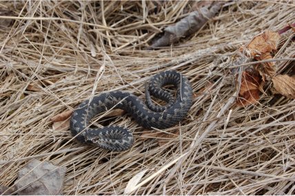 Гадюка обычная