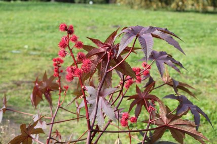 Як виглядає рицина