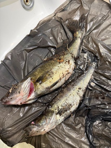 Женщина нашла в рыбе украшение