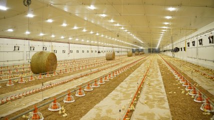 Новые птичники Avesterra Group