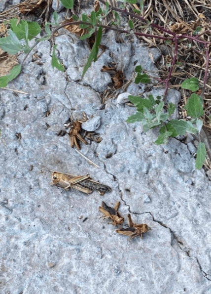 Навала сарани в Запорізькій області