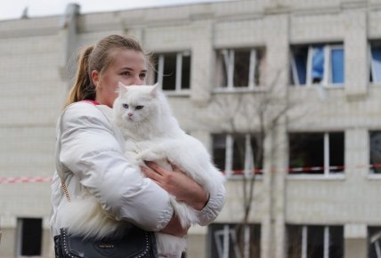 Кіт після обстрілу