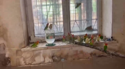 З Нової Каховки до Криму вкрали папуг