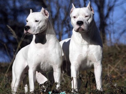 Собака породы аргентинский дог