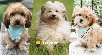 Порода собаки хаванез