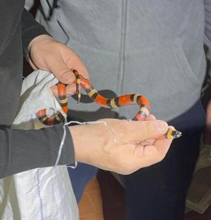 Гондураська королівська змія