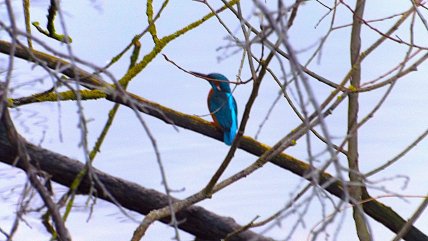 Зимородок голубой в Виннице