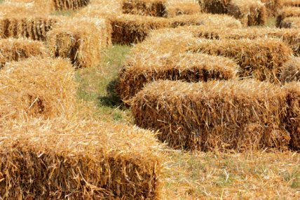 Детский Киев: кукурузный лабиринт Кукулабия. Отзывы и фото - изображение №1