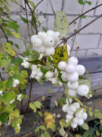 Снежноягодник белый фото