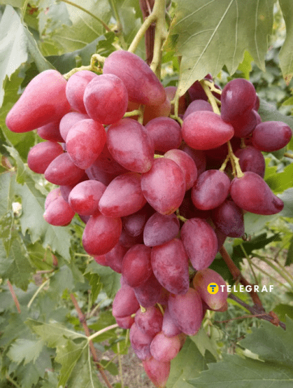 Виноград Дубовский розовый
