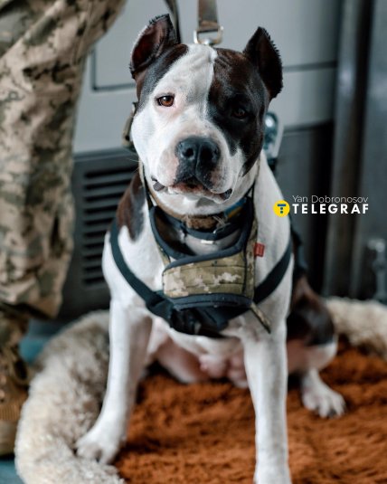 Служебная собака