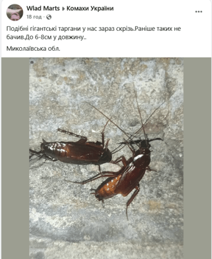 таргани фото