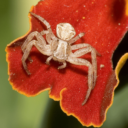 Павук-краб Xysticus