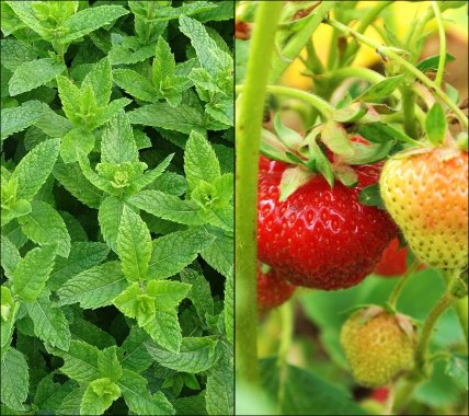 Мята и клубника