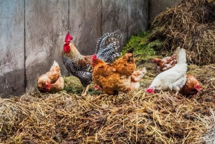 Куриный помет