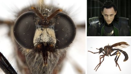 Daptolestes illusiolautus