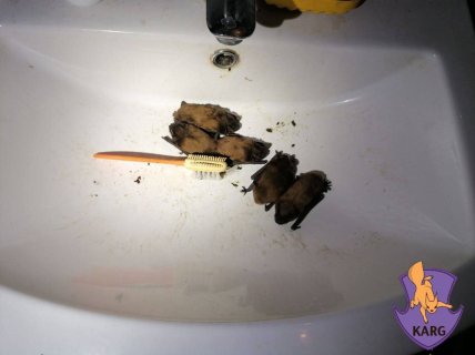 Как защитить квартиру от летучих мышей