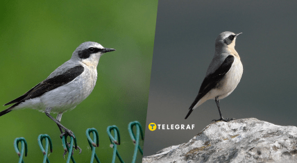 Птица каменка обыкновенная