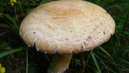 Як виглядає печериця жовтошкіра