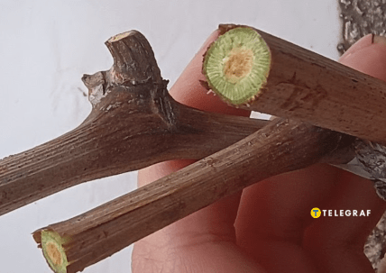 Обрезка винограда весной