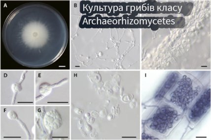 Archaeorhizomyces borealis