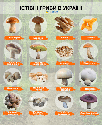 Їстівні гриби України