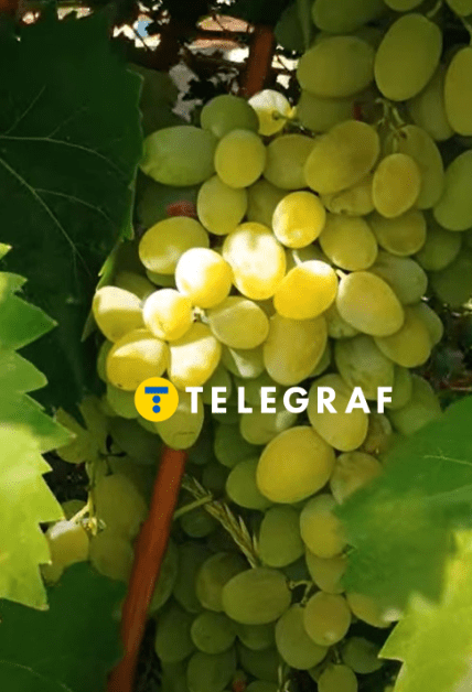 Августин виноград, он же Феномен, он же Плевен