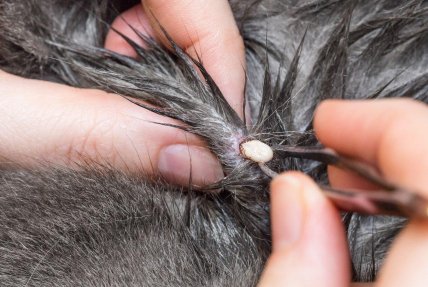 Клещ у животного