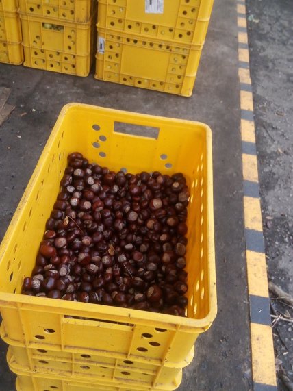 каштан кінський