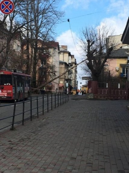 В Тернополе упало дерево