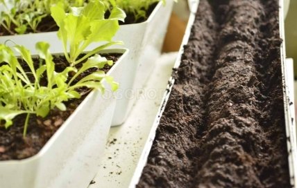 Контейнер для выращивания салата может быть разной формы