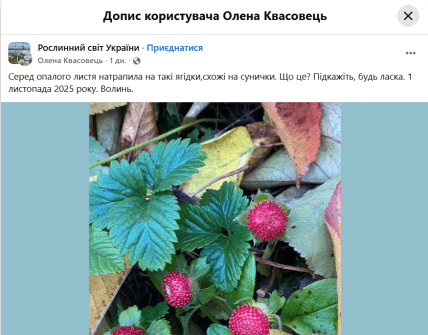 Дюшенея, земляника-обманка