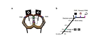 Ученые обнаружили "нейроны окрестности", необходимые для ориентирования в пространстве
