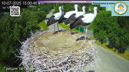 Аисты перед тем, как стать на крыло