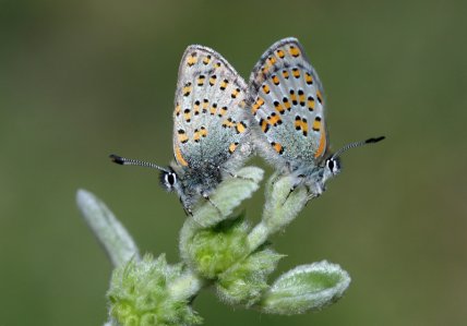 Як виглядає Томарес Ногеля