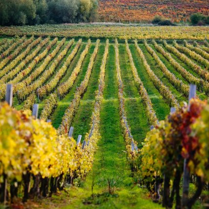 Виноградники восени