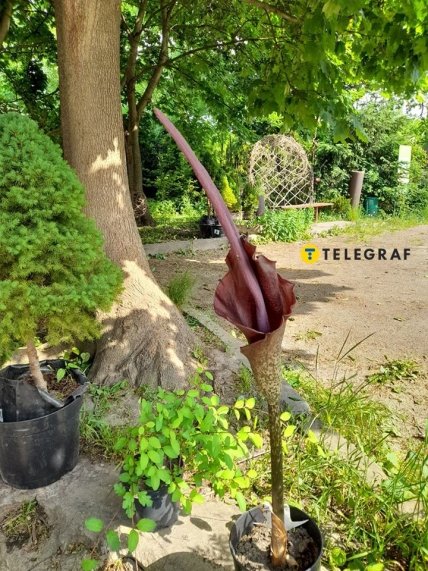 В рассаднике для любителей диковинки предлагают купить этот необычный цветок