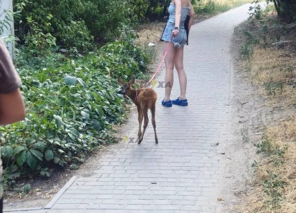 Косуля в Днепре