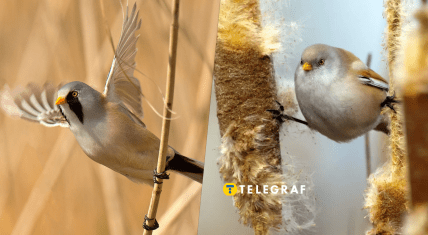 Синиця вусата в Україні