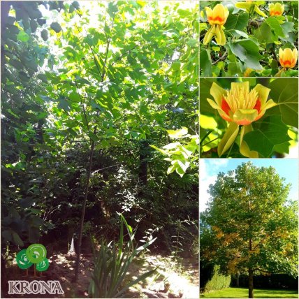 тюльпанове дерево