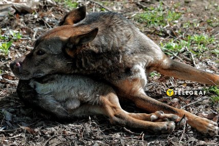 Від рук росіян страждають навіть тварини