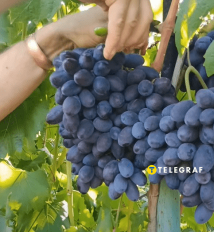 Виноград Каталония