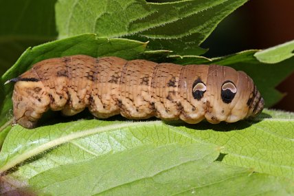 Бражник винный, гусеница