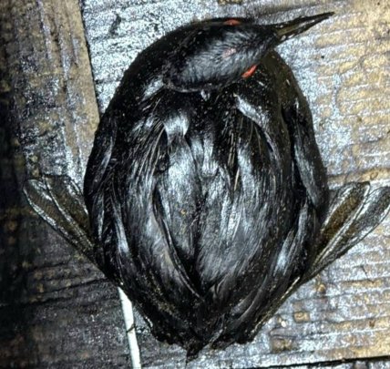 Гагара после загрязнения Черного моря